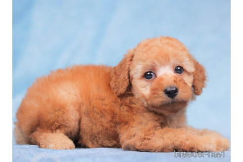 成約済の千葉県のトイプードル-203738の3枚目